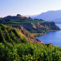 Vineyard Overlooking Cliff
